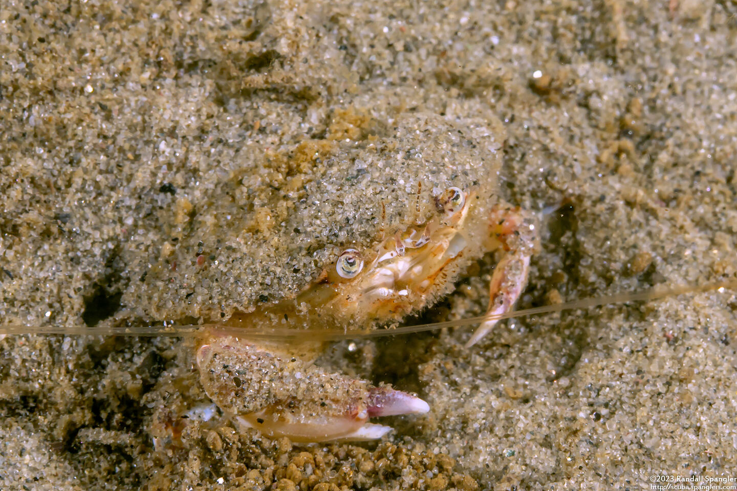 Malacoplax californiensis (California Burrowing Crab)