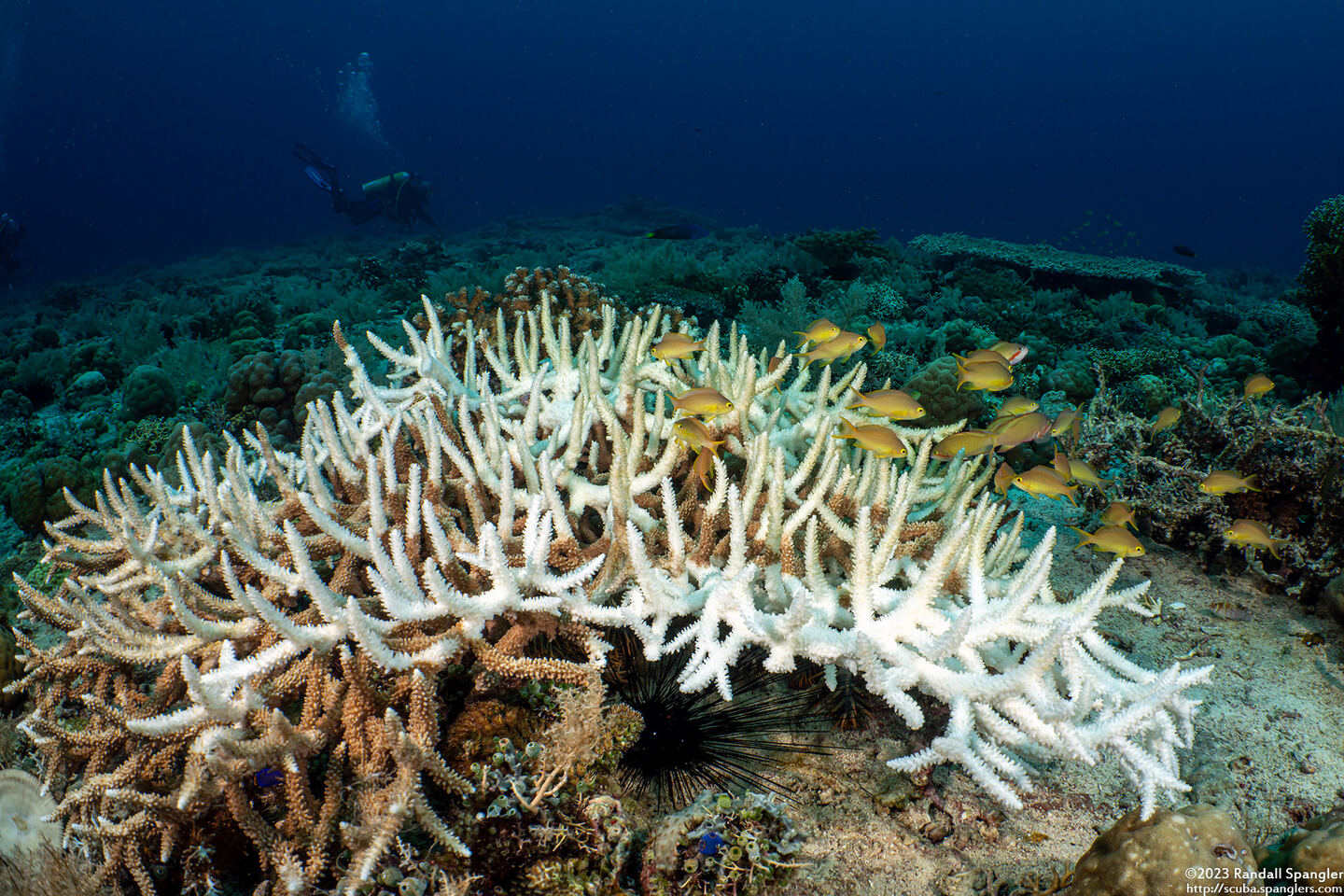 Acropora muricata (Common Staghorn Coral); Coral bleaching