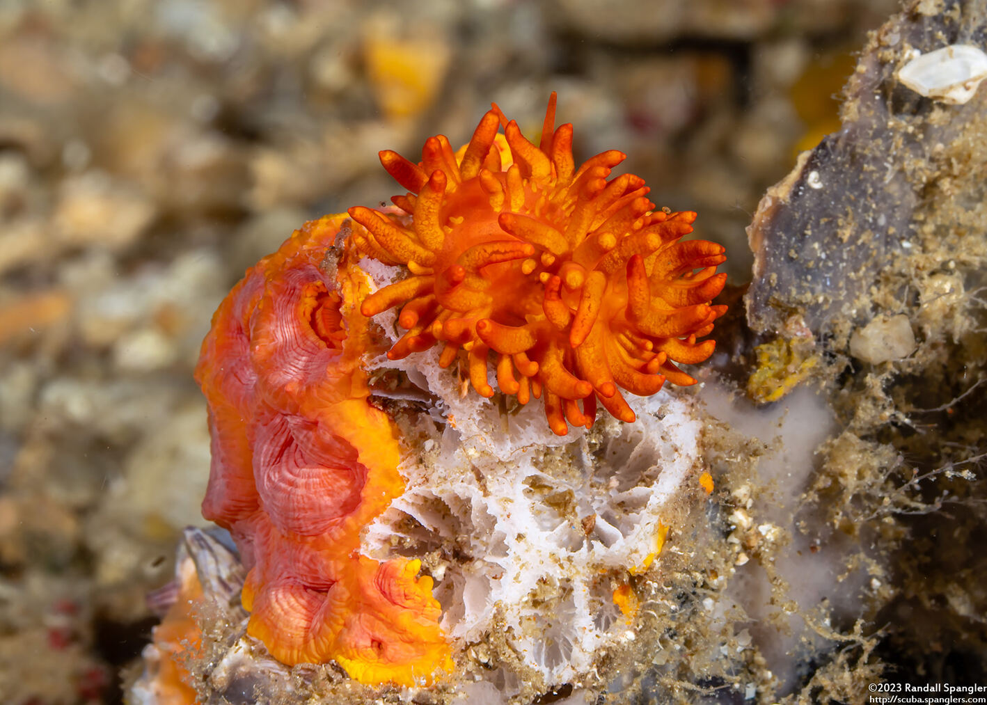 Phestilla melanobrachia (Cup Coral Nudibranch)