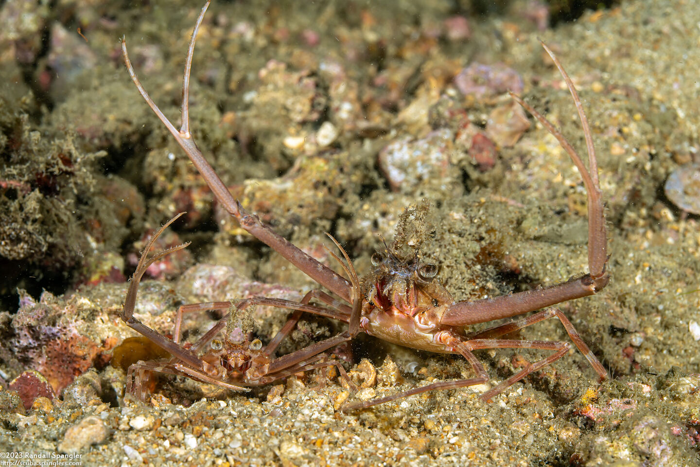 Lupocyclus sp.1 (Scissor Swimming Crab)