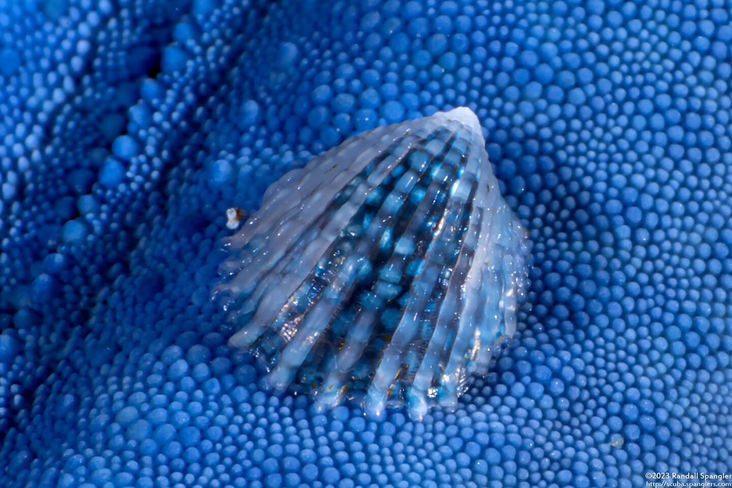 Thyca crystallina (Crystalline Starfish Snail)