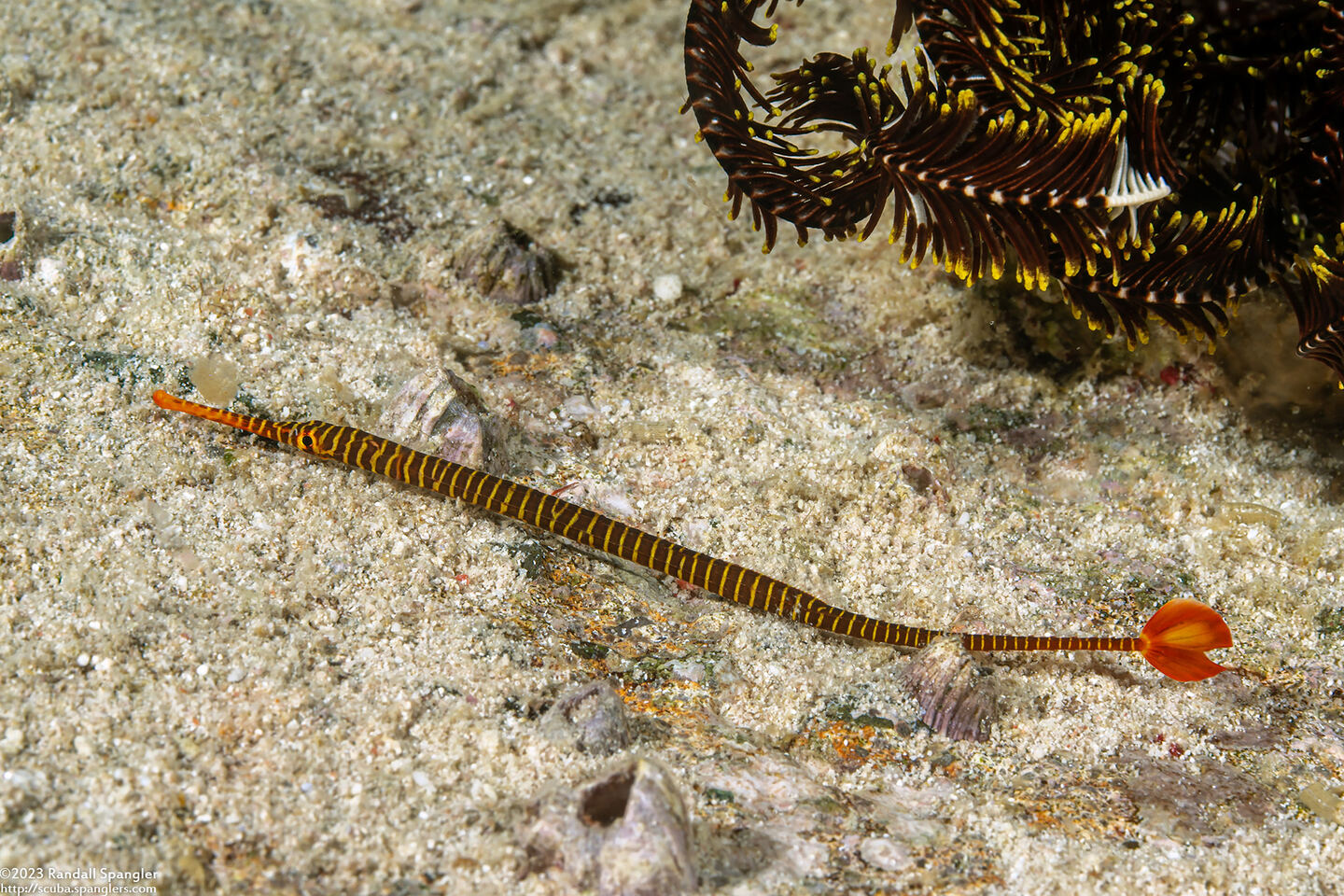Dunckerocampus pessuliferus (Yellowbanded Pipefish)