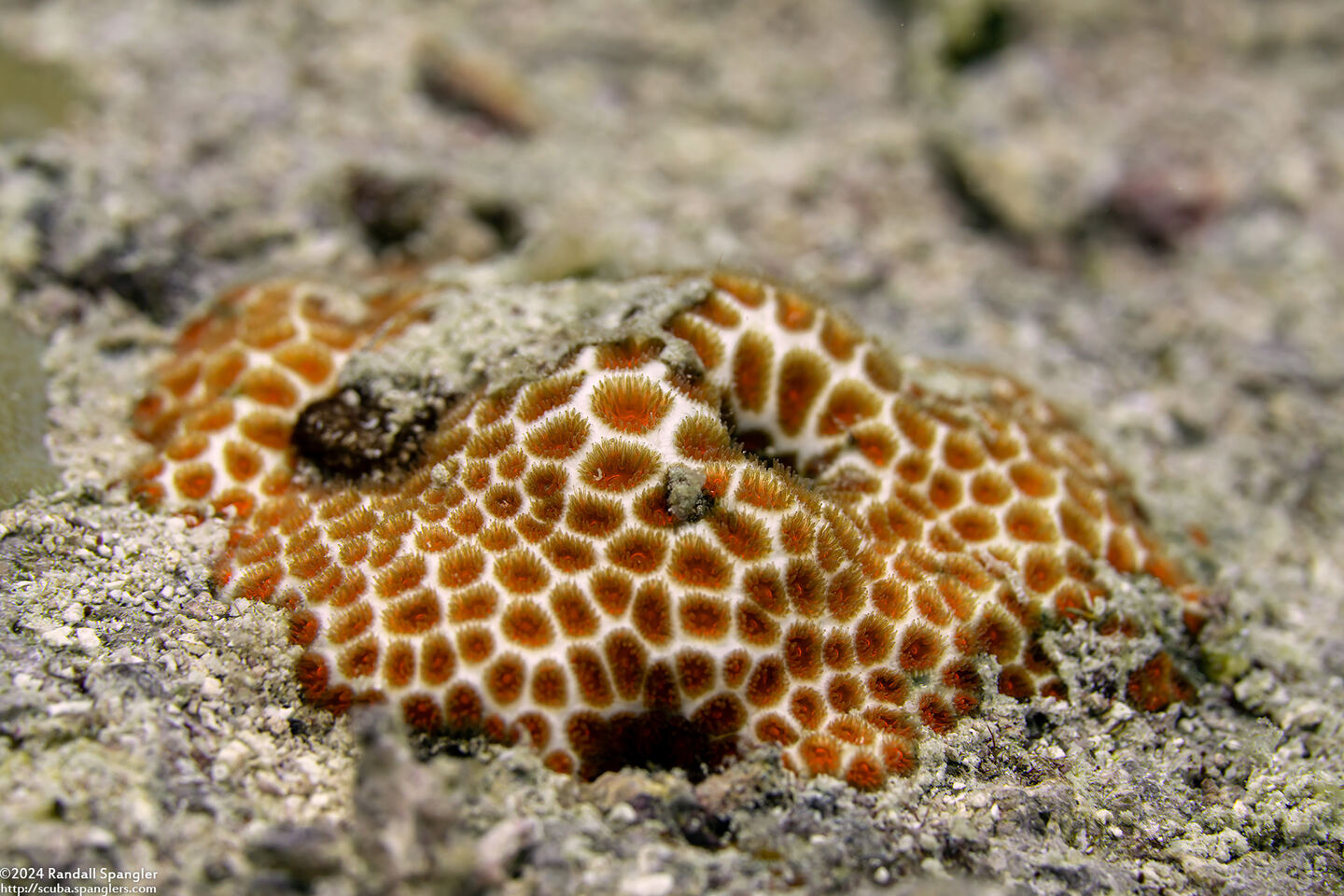 Porites lutea (Porites Lutea)