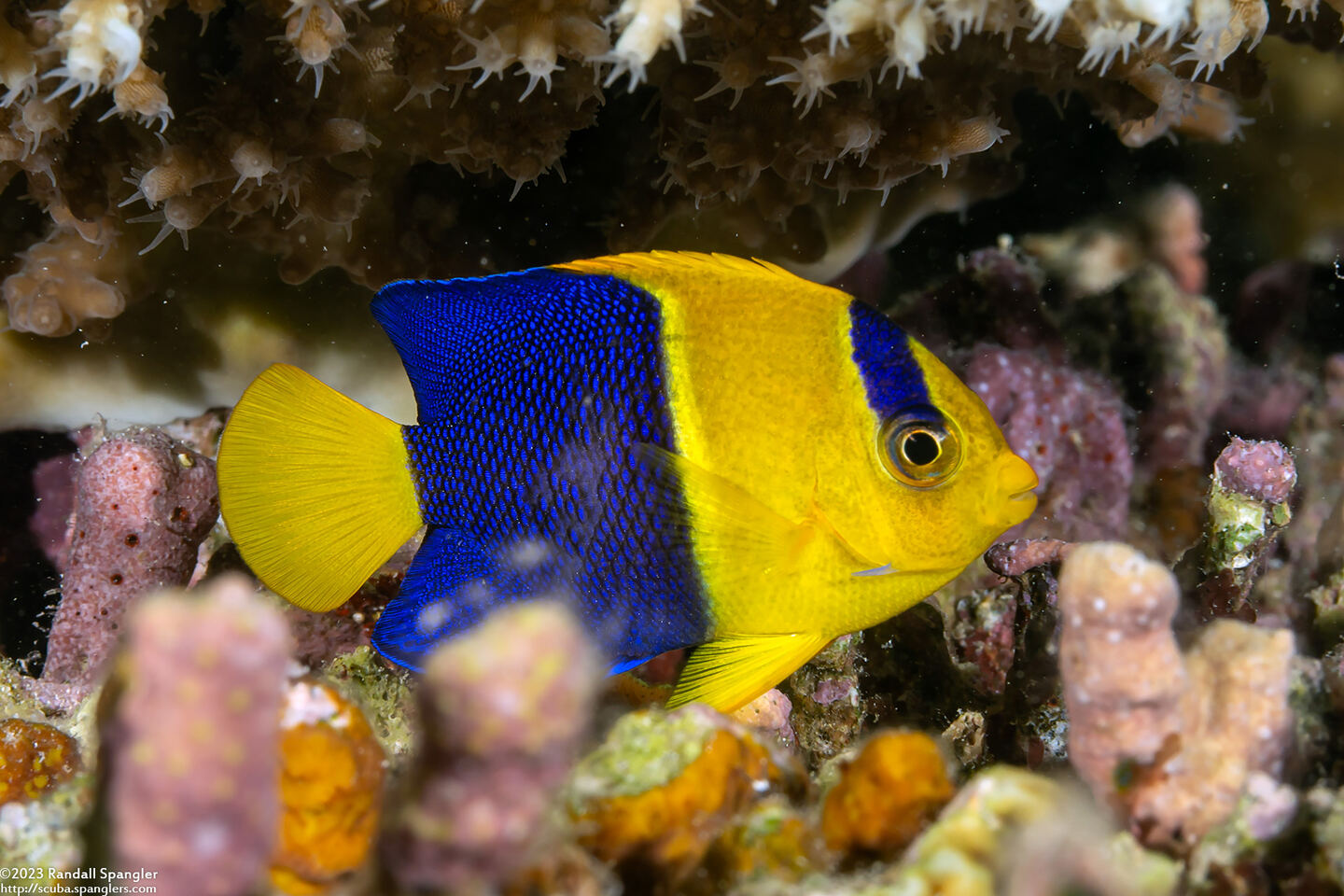 Centropyge bicolor (Bicolor Angelfish); A little one