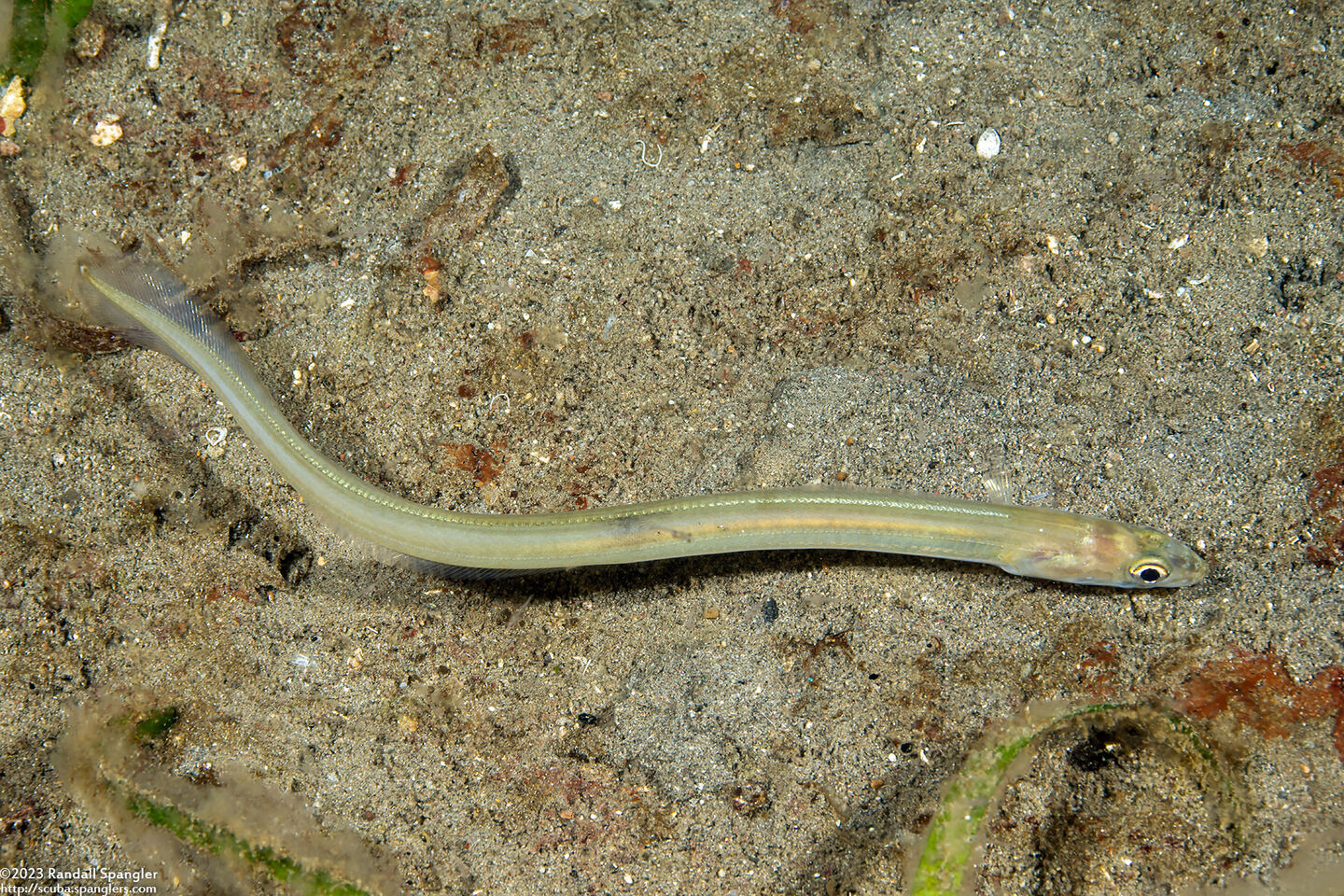 Ariosoma scheelei (Shleele’s Conger)