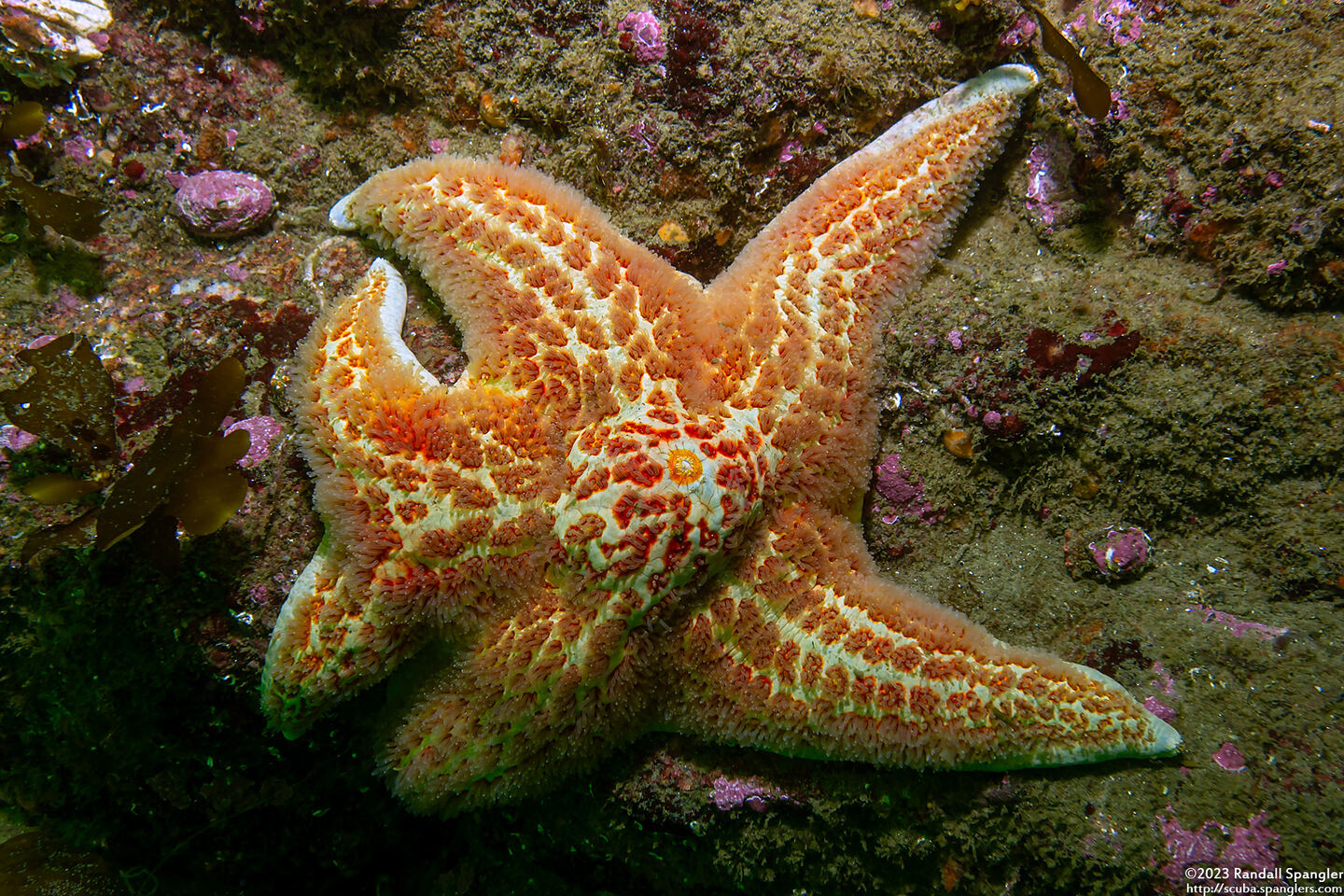 Dermasterias imbricata (Leather Star); With split arm