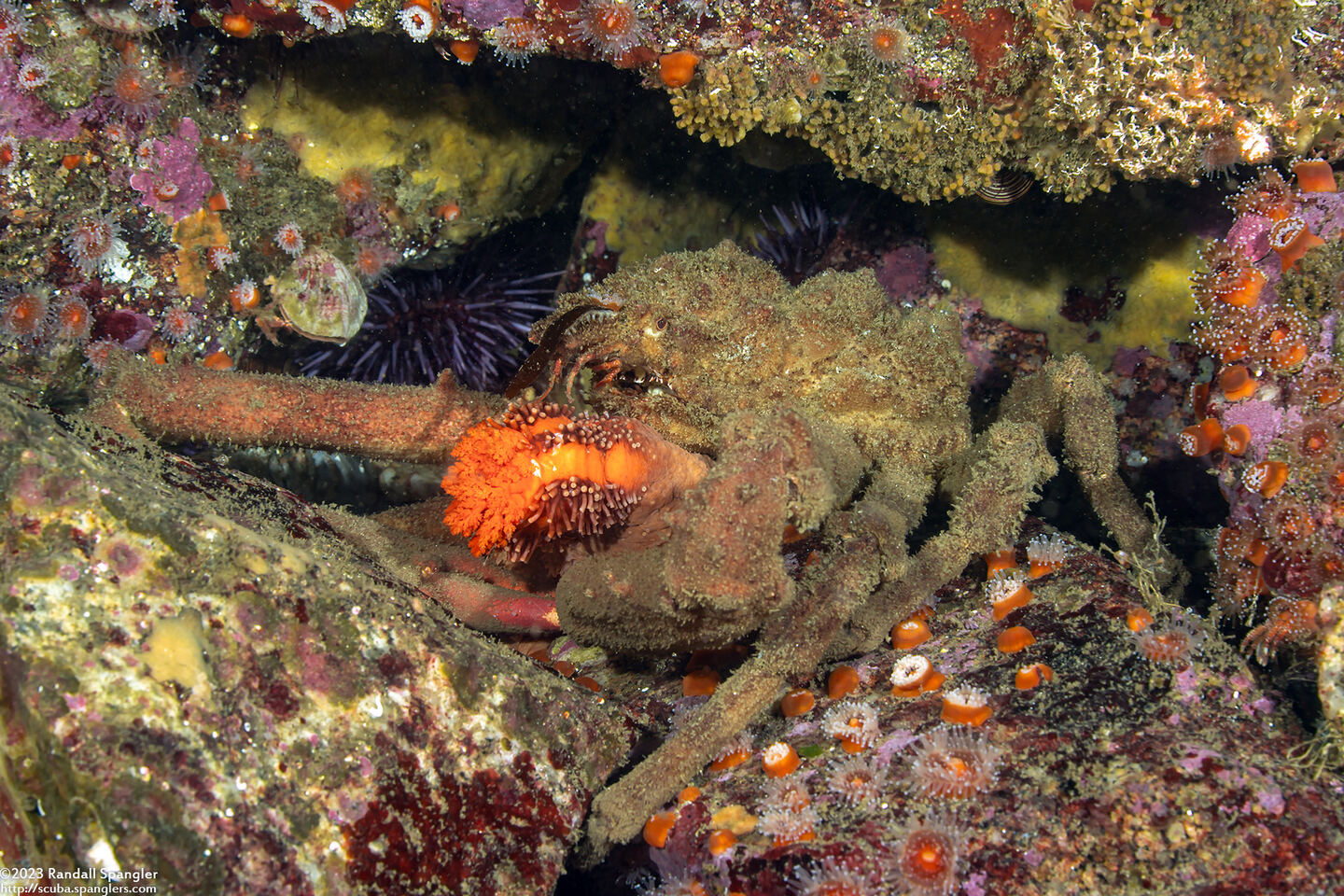 Loxorhynchus crispatus (Masking Crab); Eating orange sea cucumber
