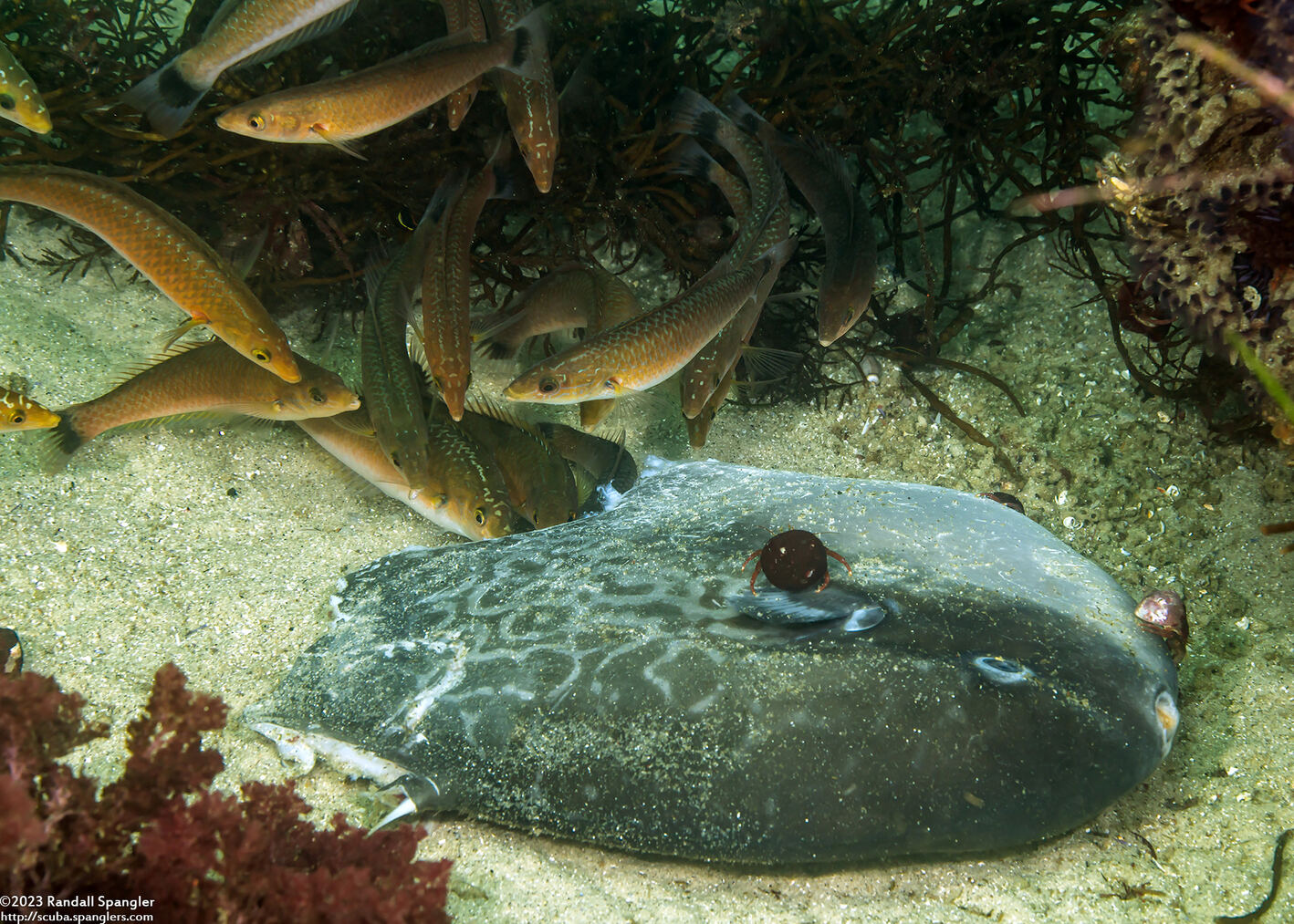 Mola mola (Ocean Sunfish); Senoritas eating a juvenile mola