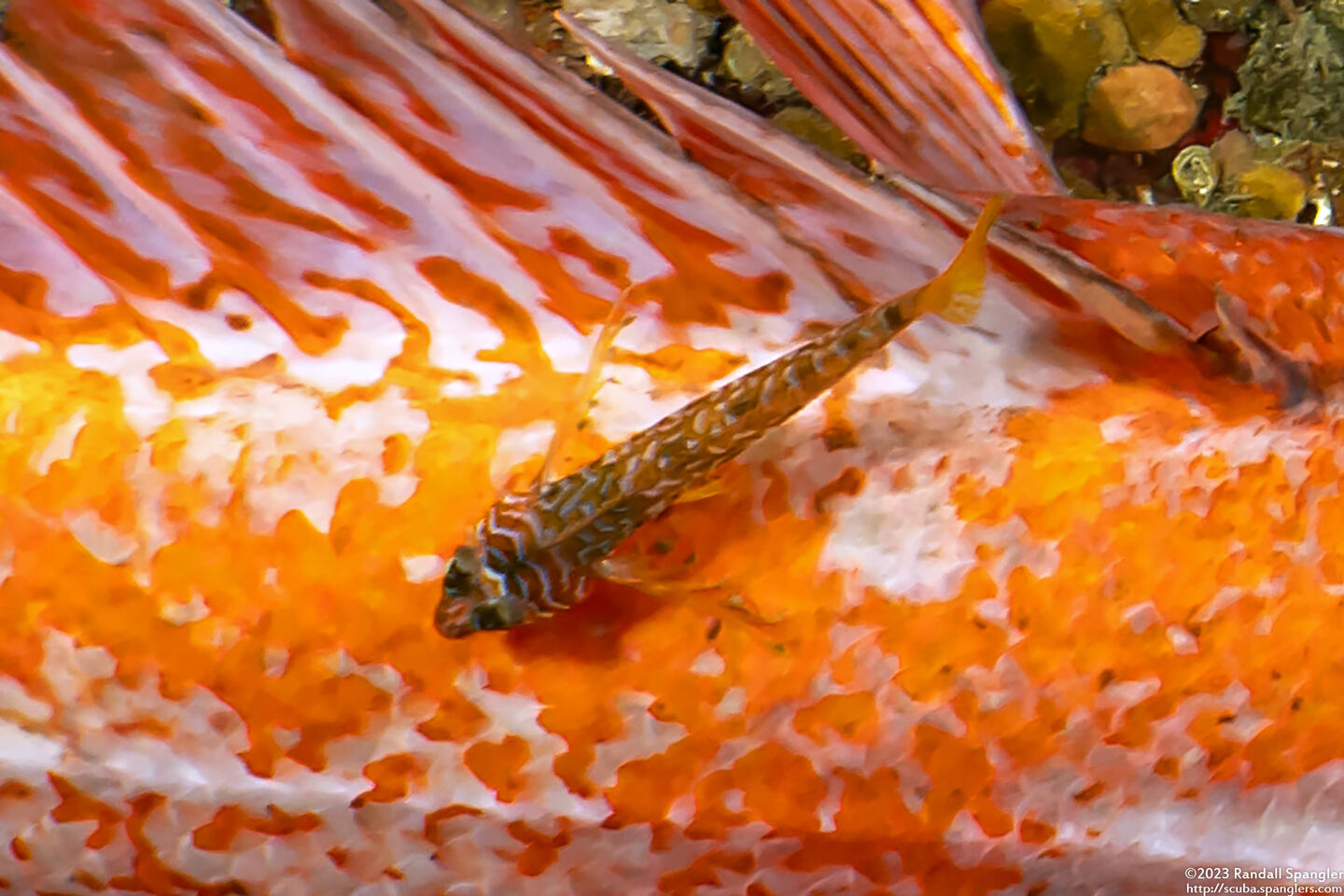 Jordania zonope (Longfin Sculpin); On the back of a vermilion rockfish