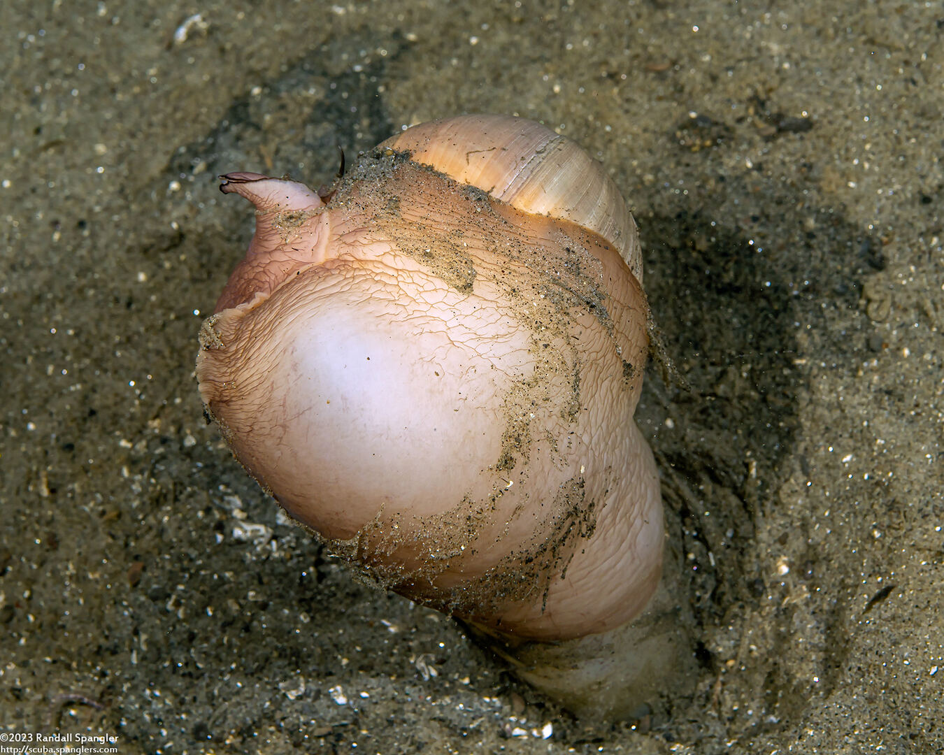 Neverita lewisii (Lewis's Moon Snail); Eating a geoduck