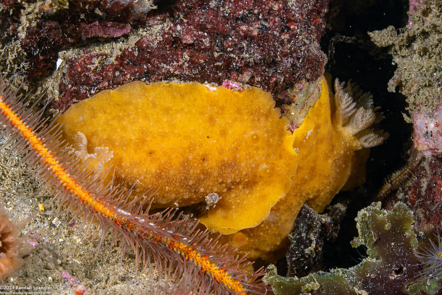 Geitodoris heathi (Heath's Dorid)