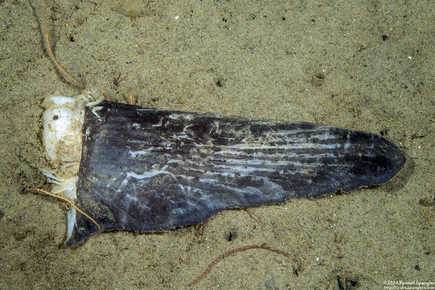 Mola mola (Ocean Sunfish); Fin torn off by sea lion