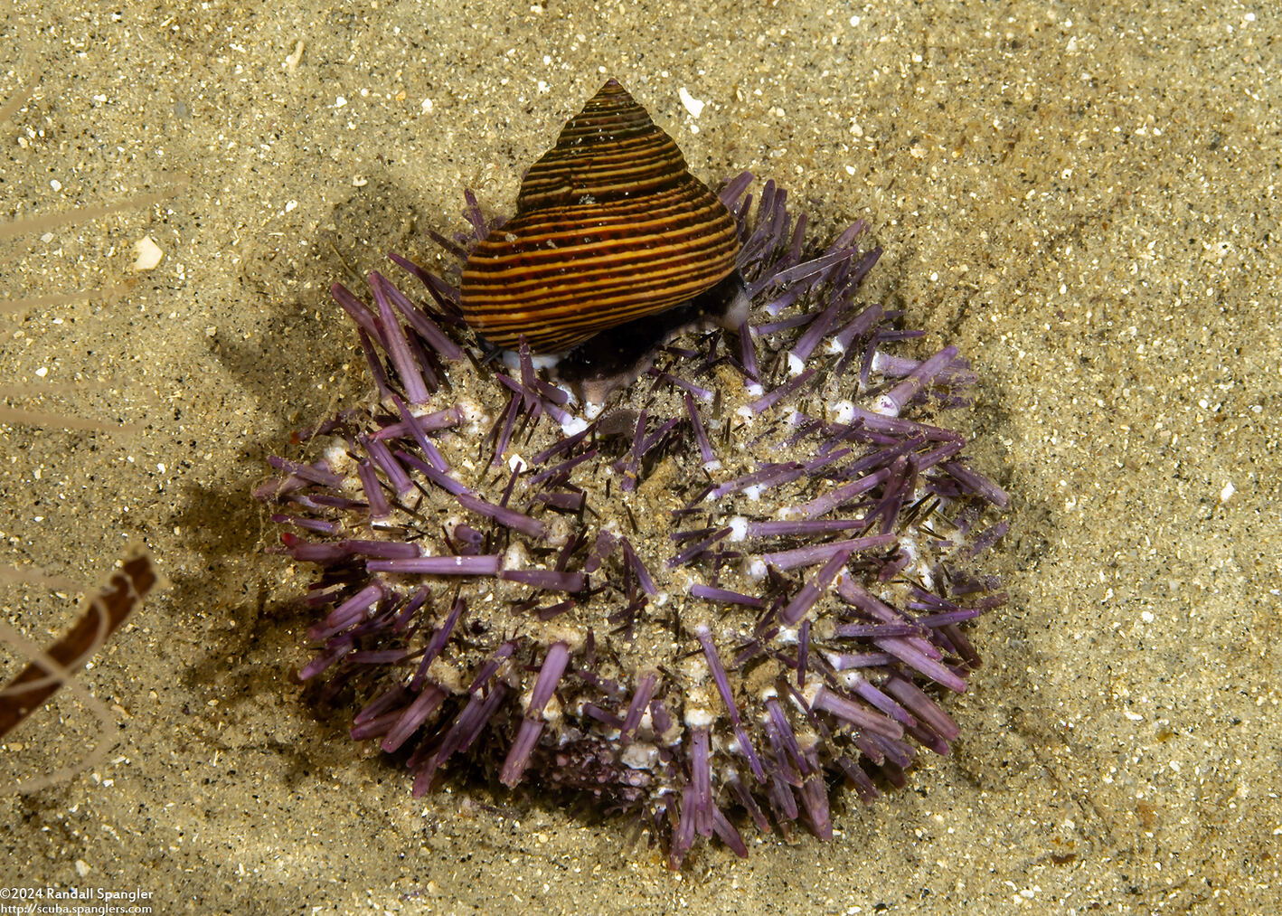 Strongylocentrotus purpuratus (Purple Sea Urchin); Snail eating dead urchin