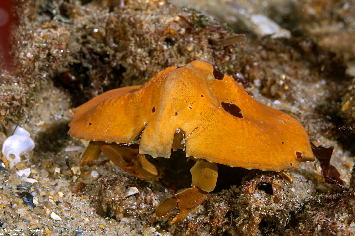 Cryptolithodes sitchensis (Umbrella Crab)