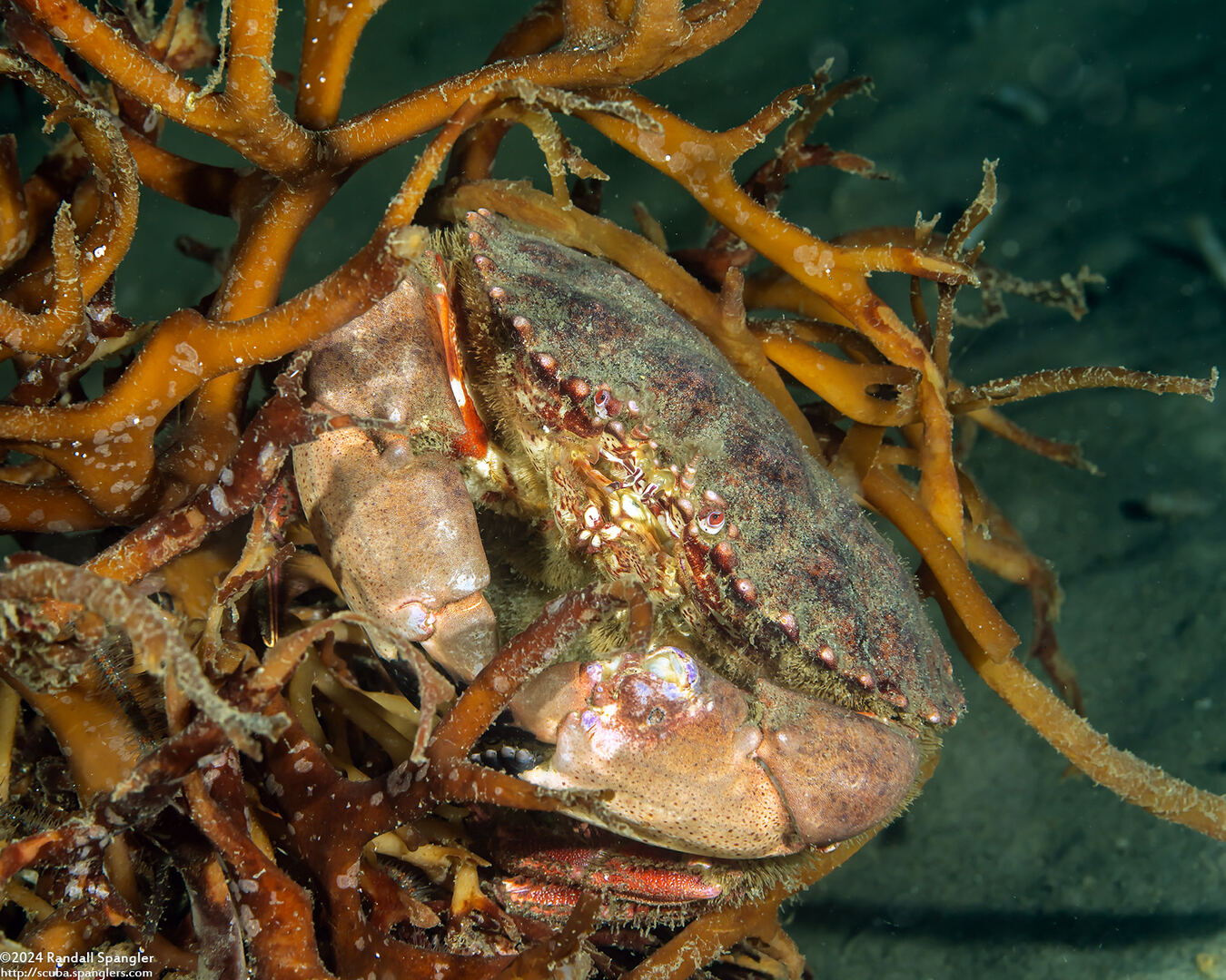 Romaleon antennarium (Pacific Rock Crab)