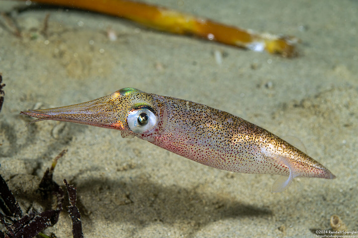 Doryteuthis opalescens (Market Squid)