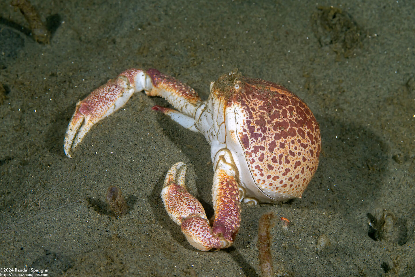 Randallia ornata (Purple Globe Crab)