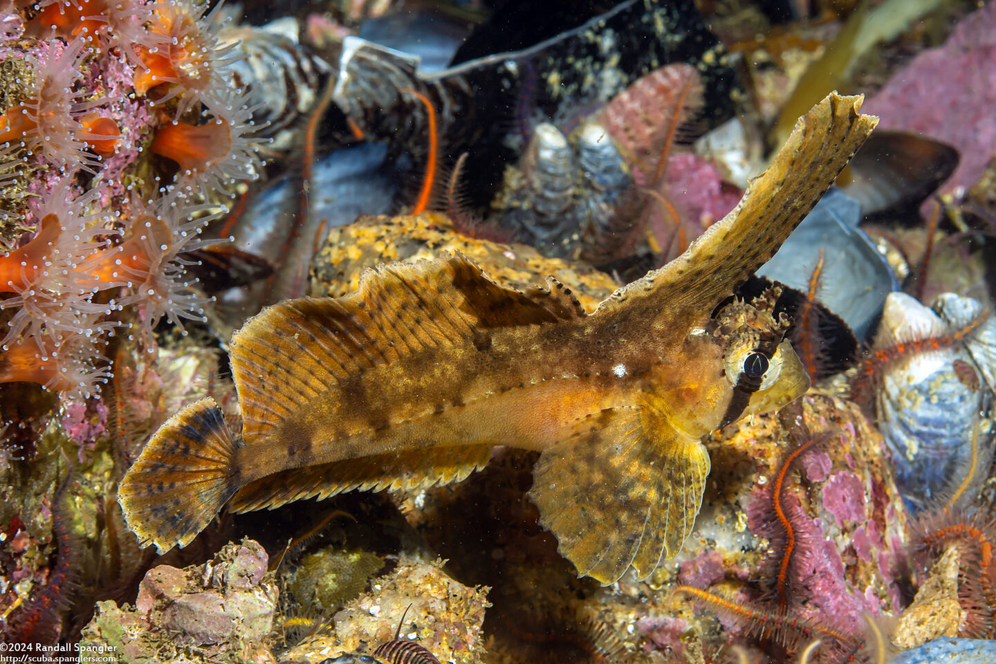 Nautichthys oculofasciatus (Sailfin Sculpin)