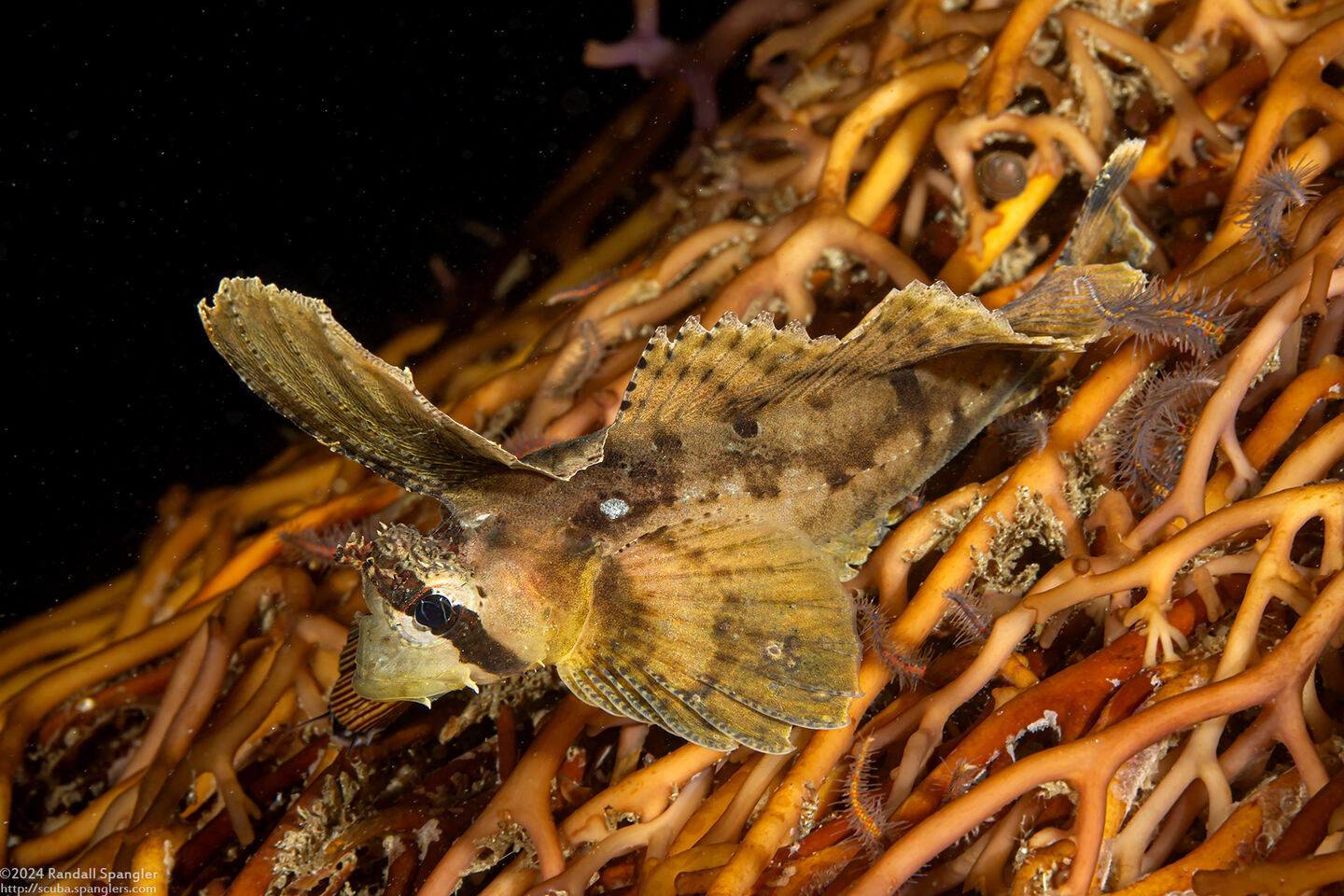 Nautichthys oculofasciatus (Sailfin Sculpin)