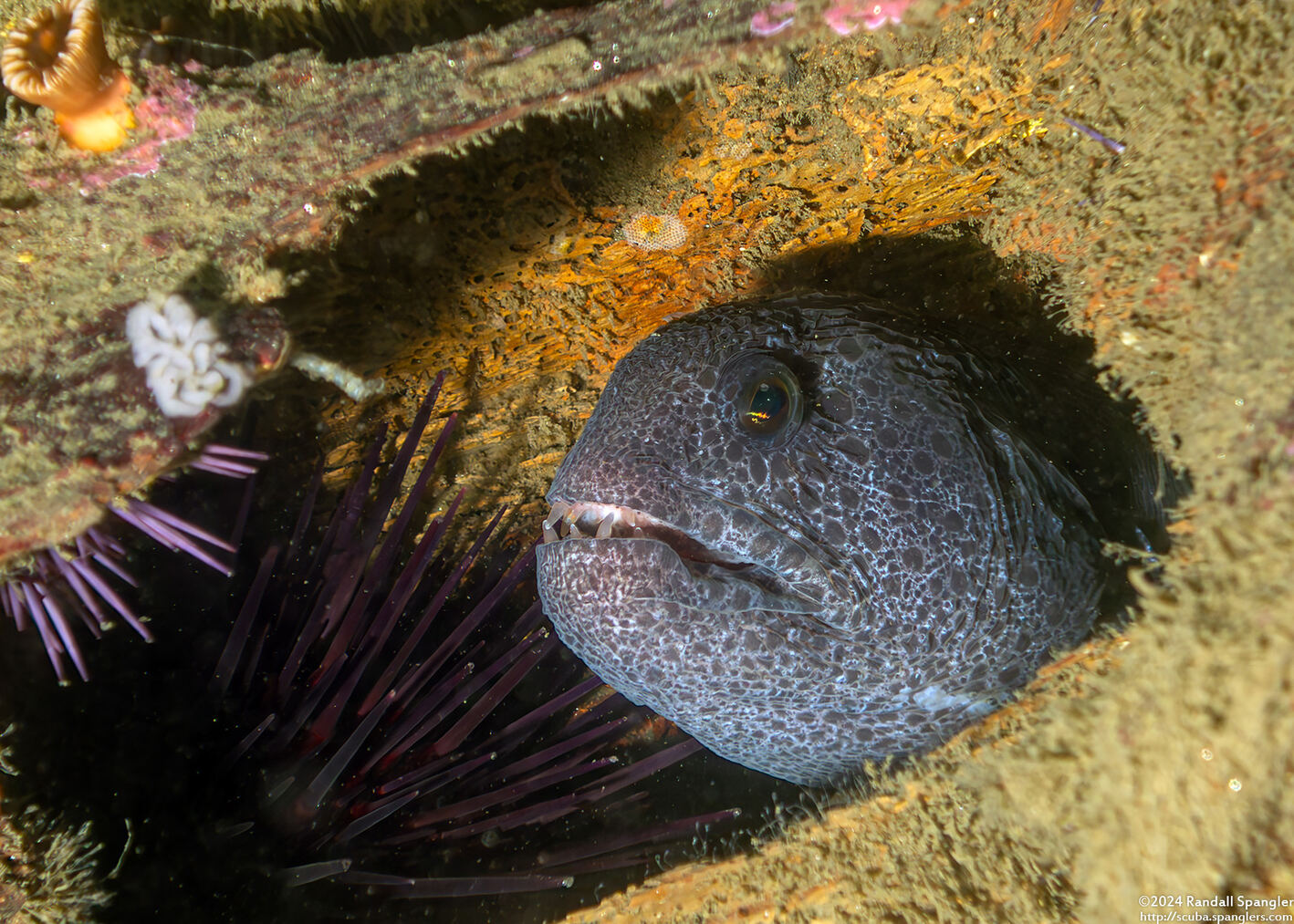 Anarrhichthys ocellatus (Wolf-Eel)