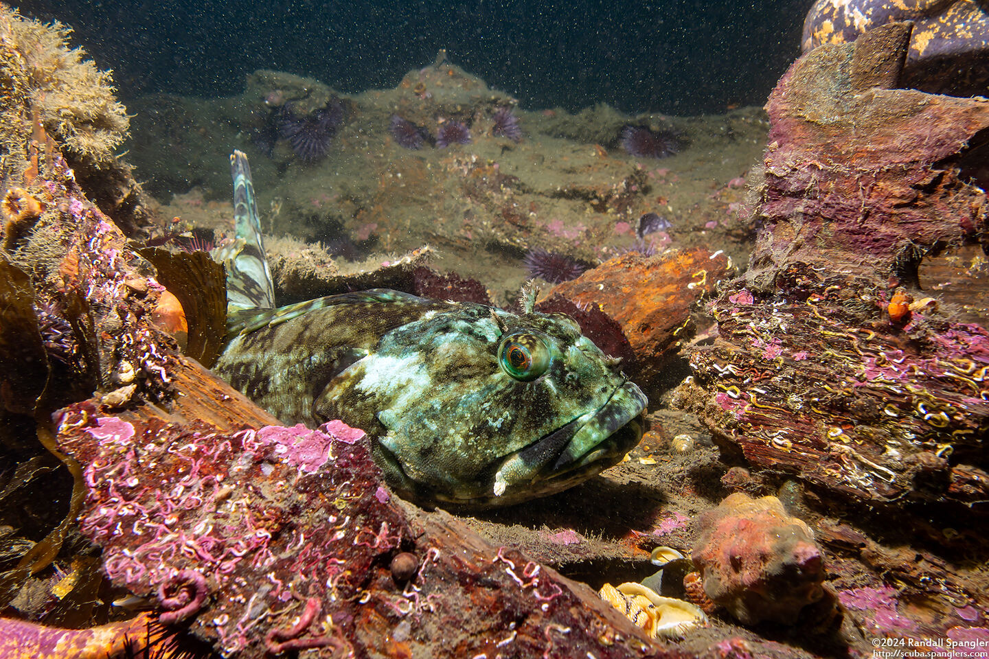 Scorpaenichthys marmoratus (Cabezon); On the barge