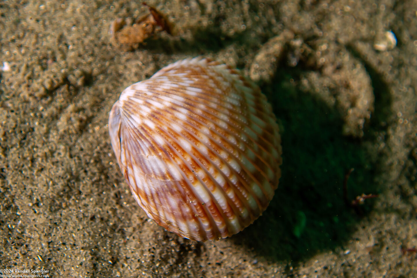 Clinocardium nuttallii (Heart Cockle)