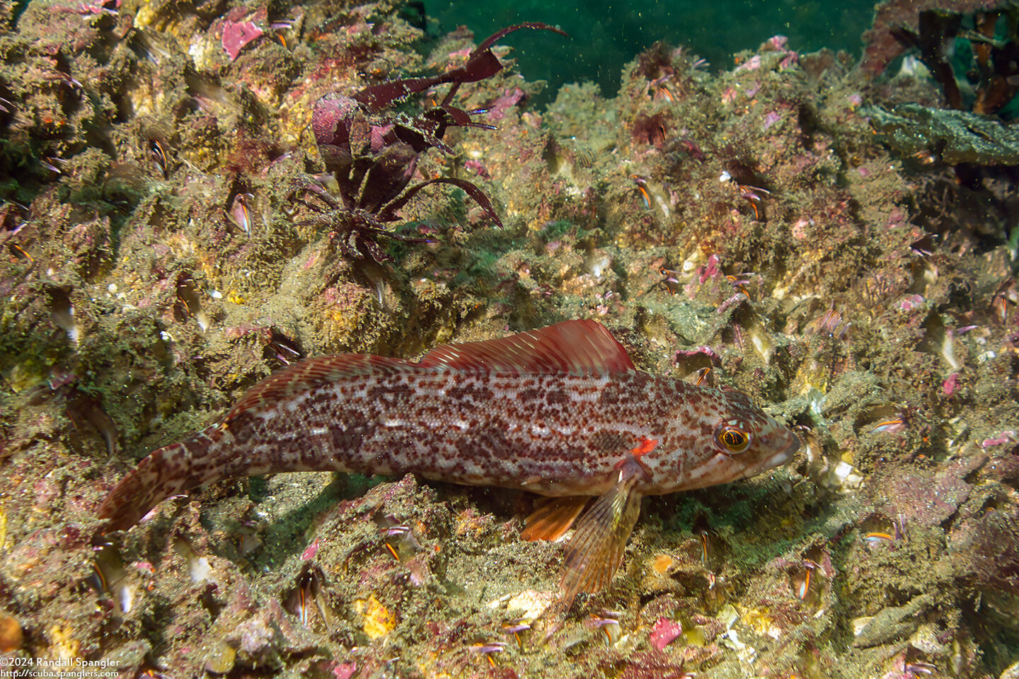 Hexagrammos decagrammus (Kelp Greenling)