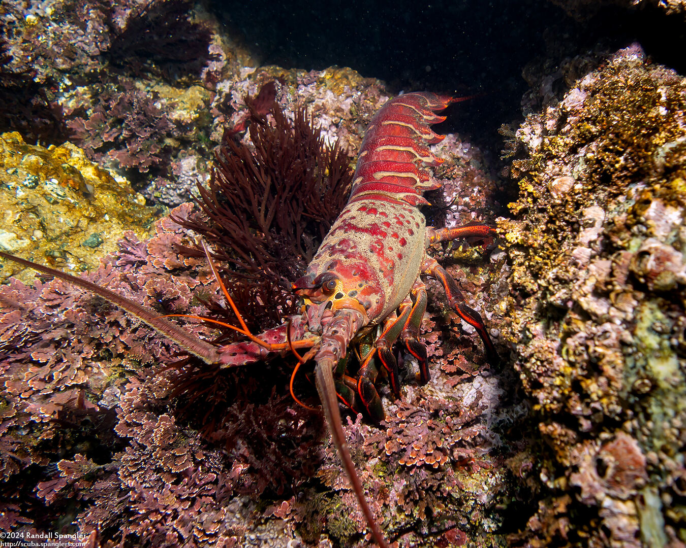 Panulirus interruptus (California Spiny Lobster)