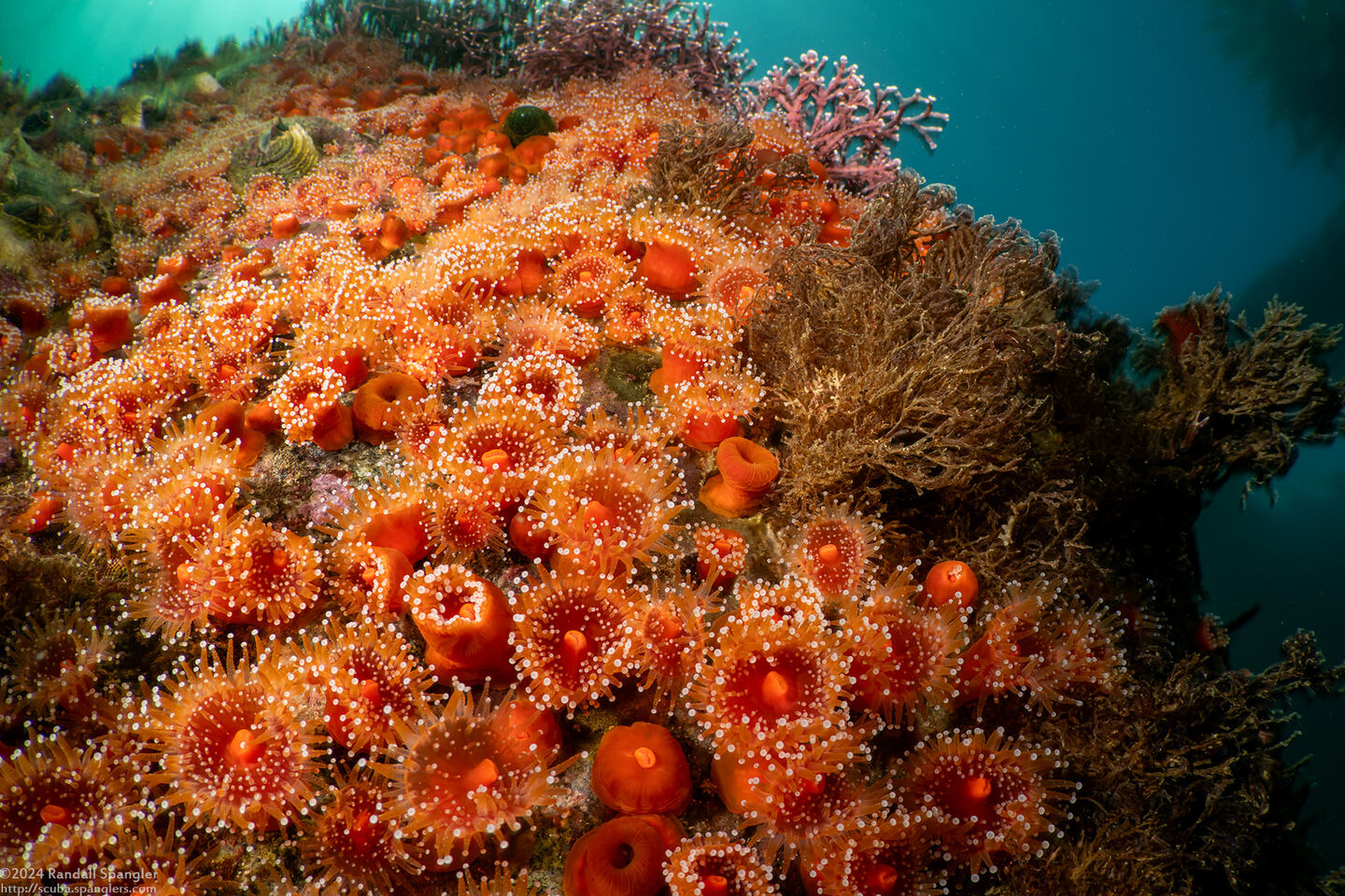 Corynactis californica (Club-Tipped Anemone)