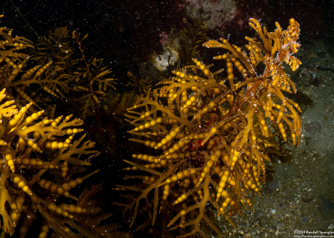 Stephanocystis osmundacea (Chain-Bladder Kelp)