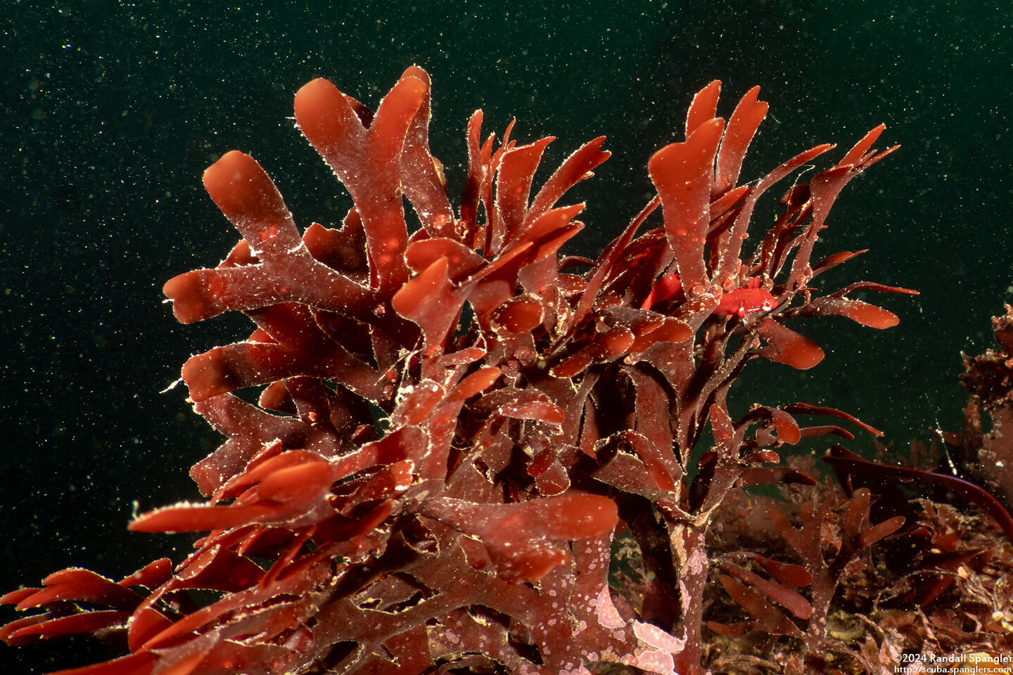 Rhodymenia pacifica (Pacific Rose Seaweed)