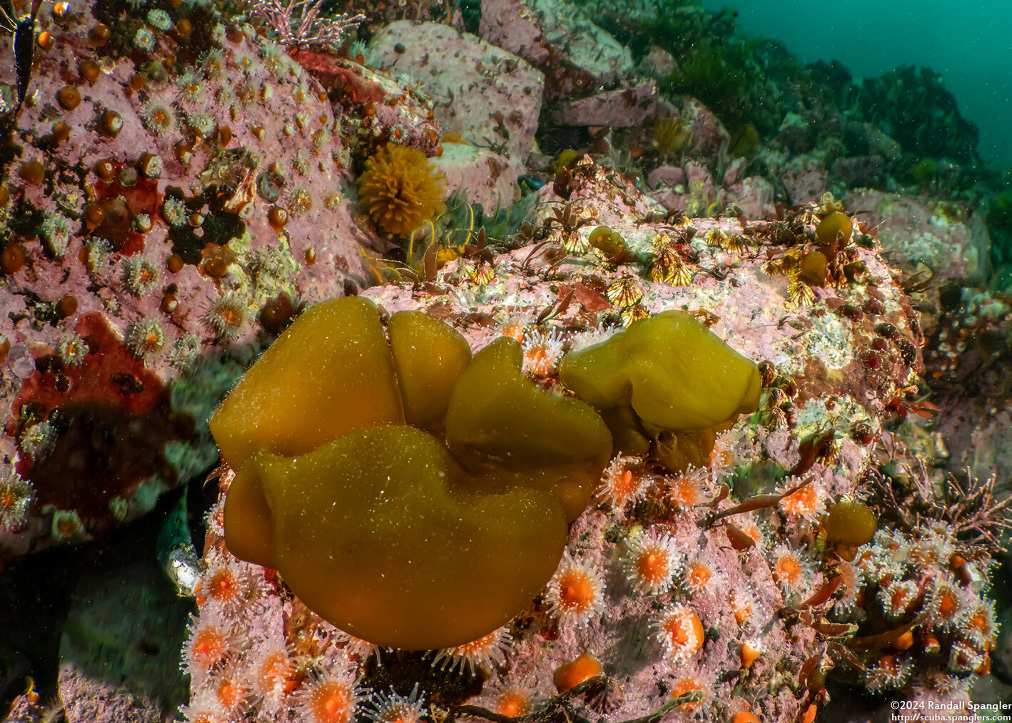 Colpomenia peregrina (Bulb Seaweed)