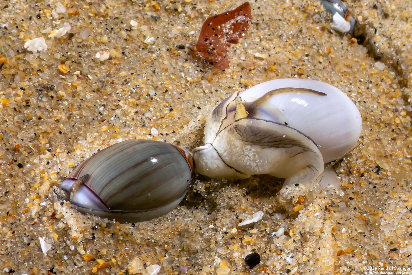 Callianax biplicata (Olive Snail)