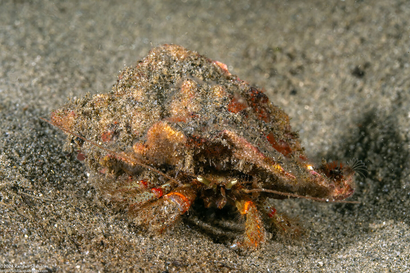 Pagurus beringanus (Bering Hermit Crab)