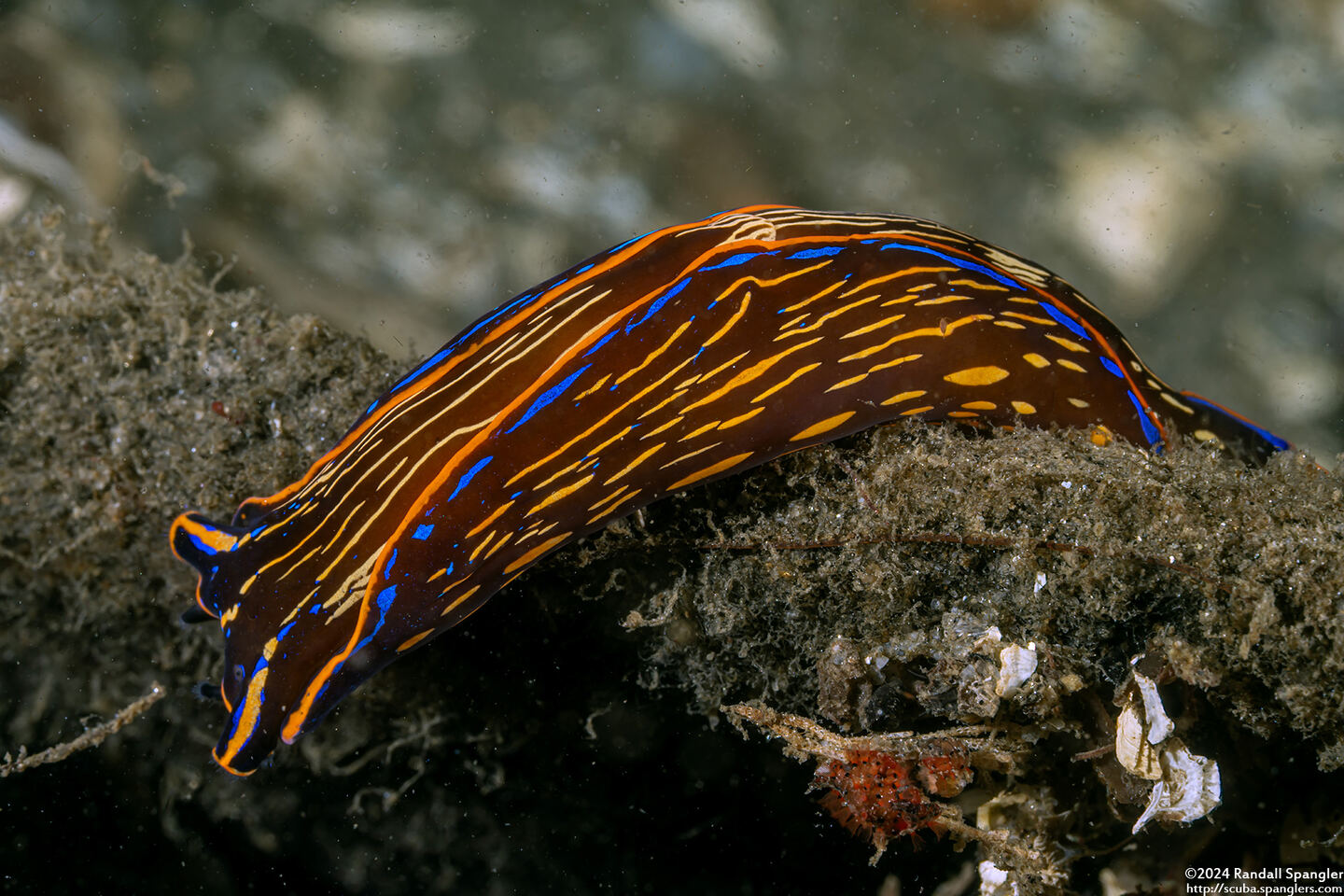 Navanax inermis (Navanax)