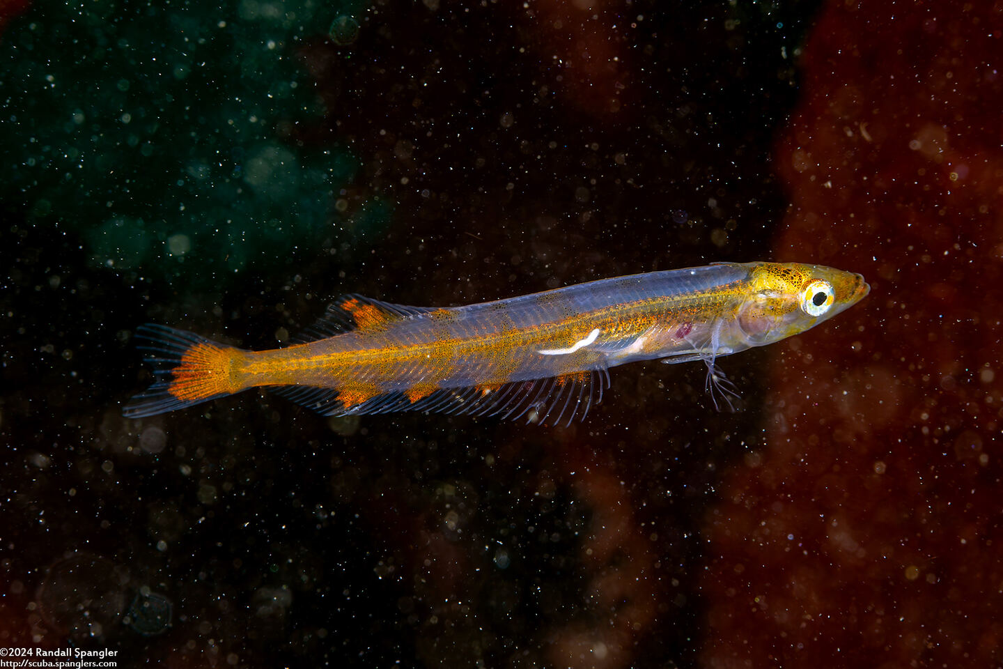 Ophiodon elongatus (Lingcod); Tiny juvenile, 2" long