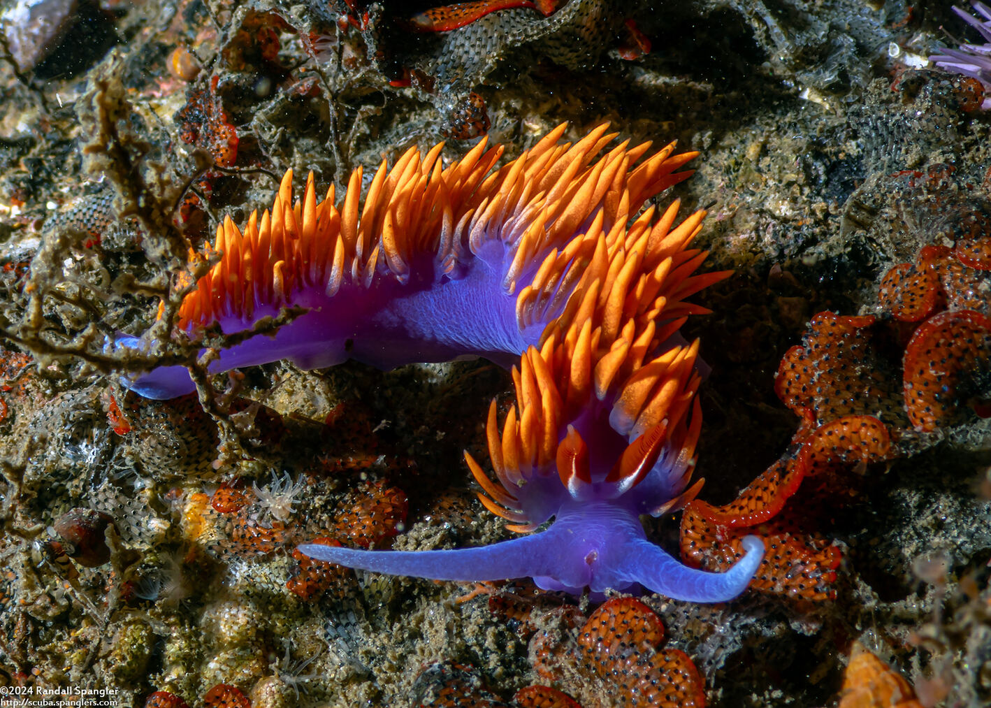 Flabellinopsis iodinea (Spanish Shawl)