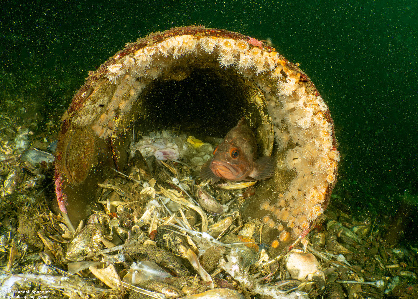 Sebastes auriculatus (Brown Rockfish)