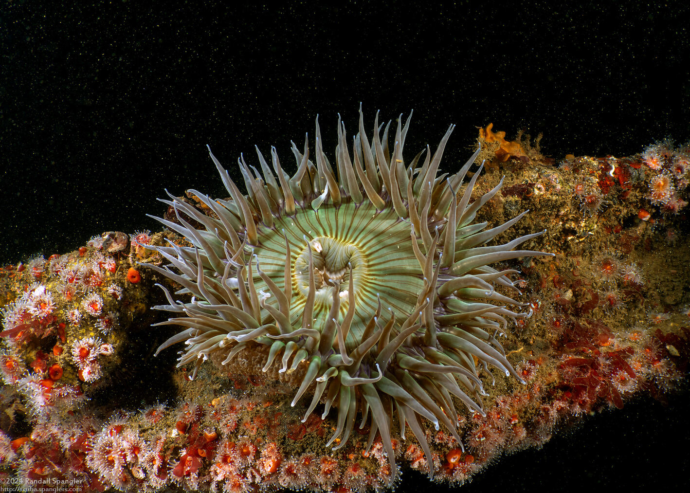 Anthopleura sola (Sunburst Anemone)