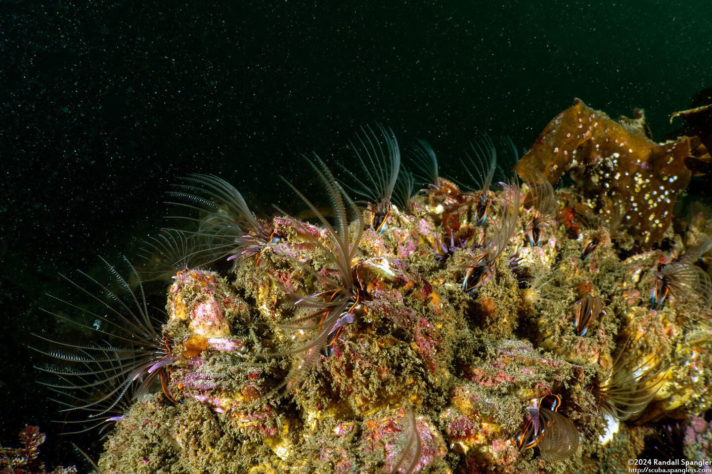 Balanus nubilus (Giant Acorn Barnacle)