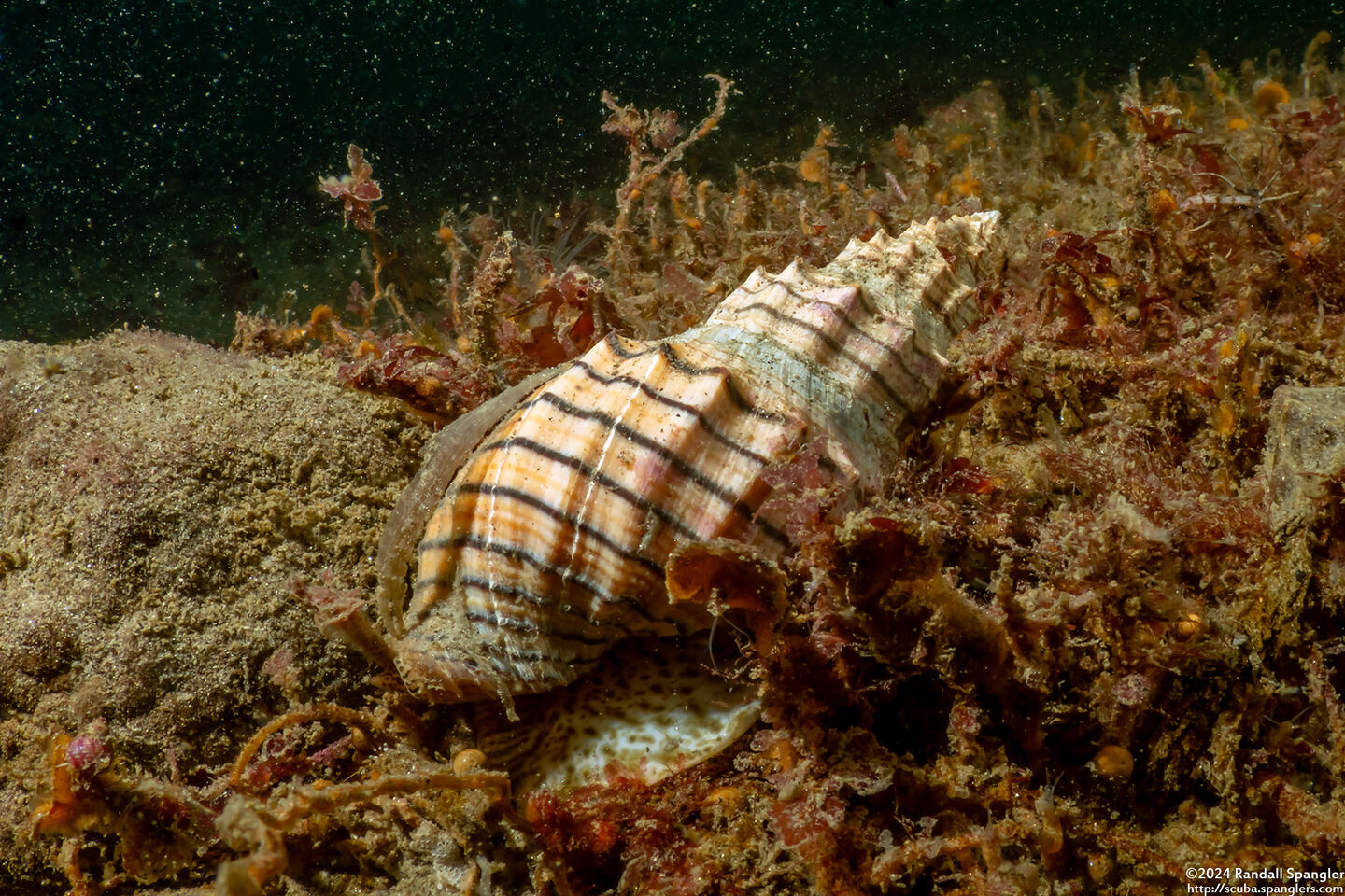 Cancellaria cooperii (Cooper's Nutmeg)