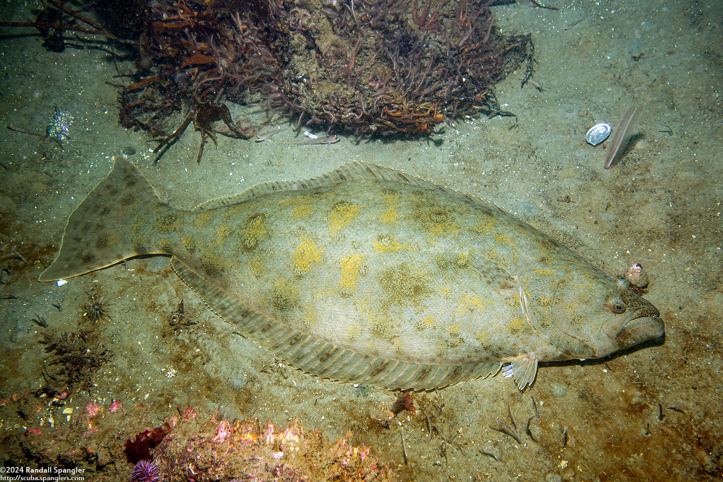 Paralichthys californicus (California Halibut)