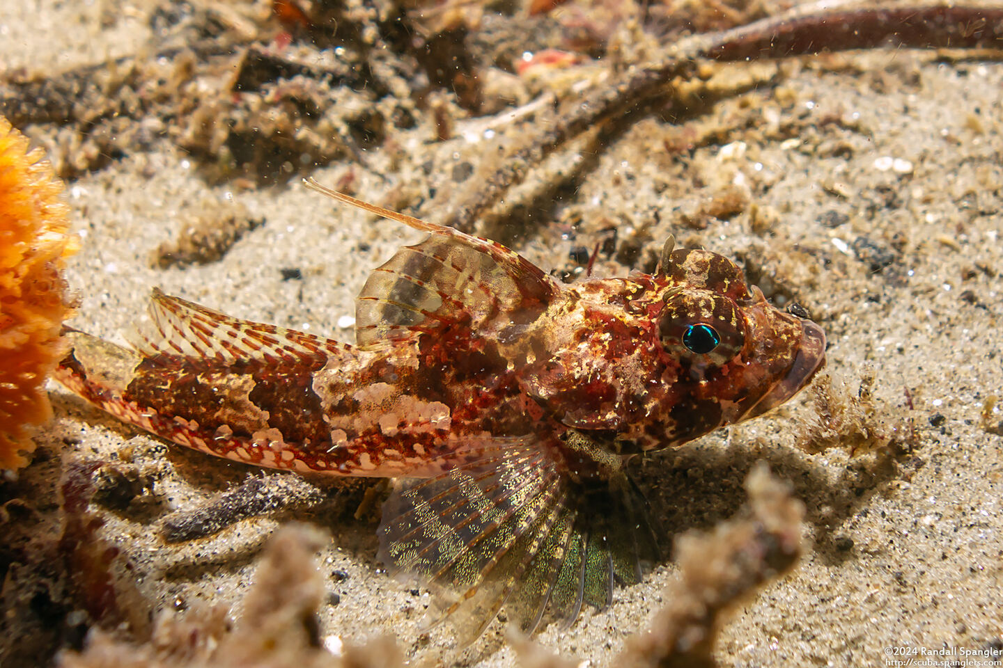 Icelinus tenuis (Spotfin Sculpin)