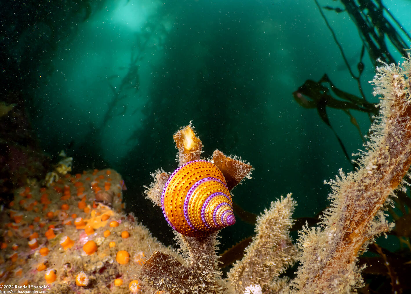 Calliostoma annulatum (Blue-Ring Top Snail)