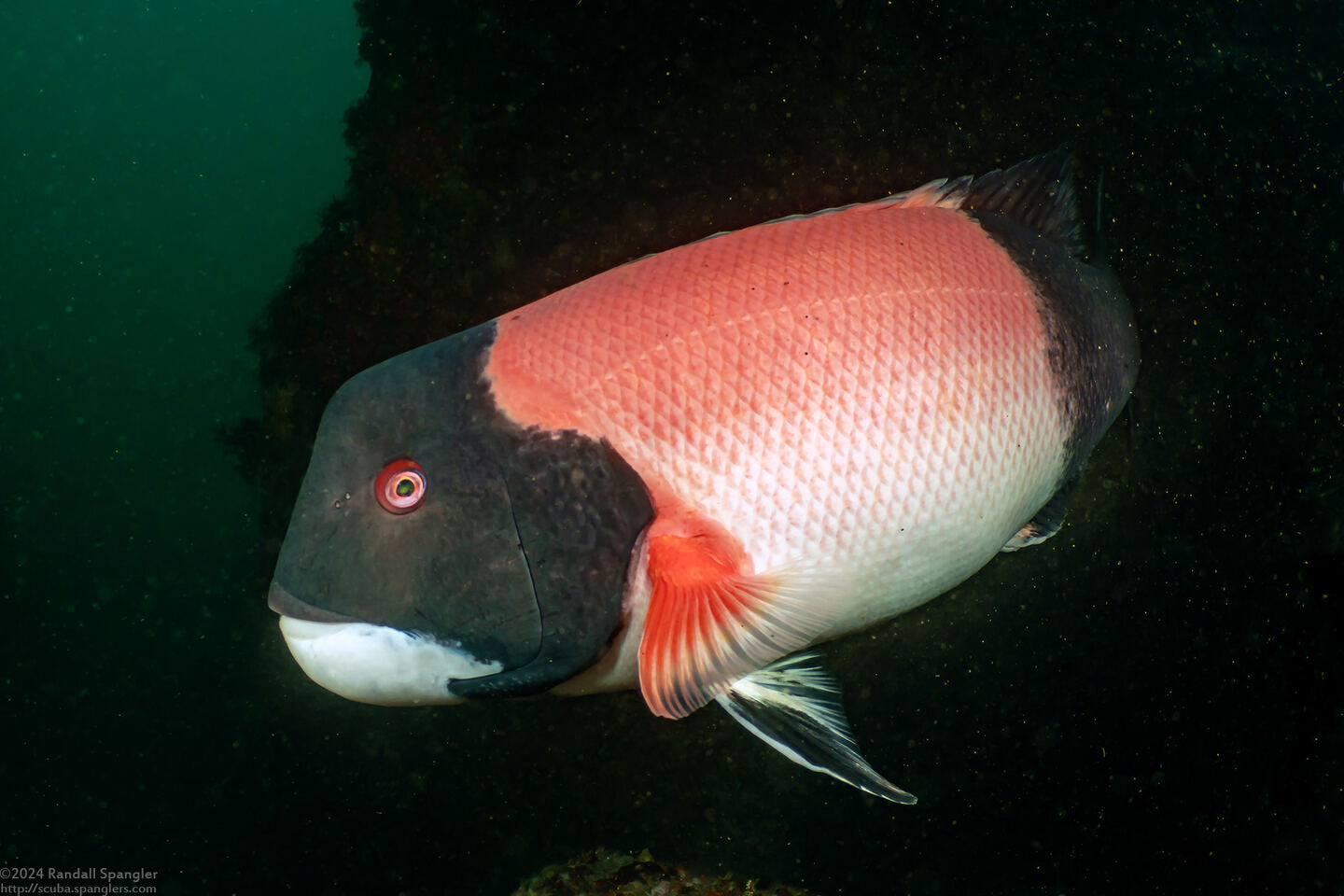 Semicossyphus pulcher (California Sheephead)