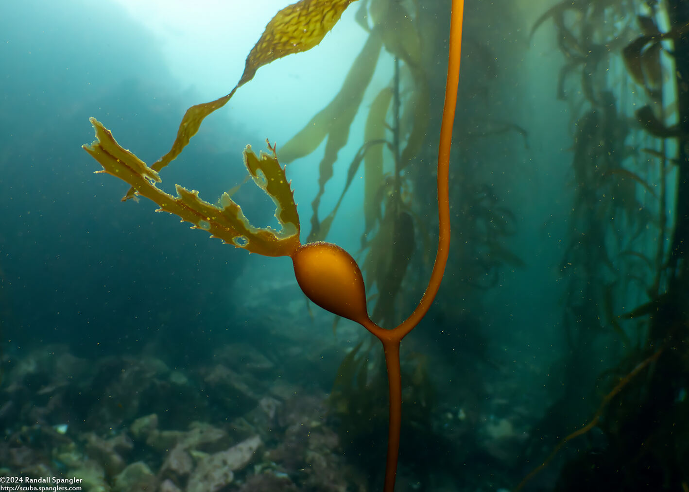 Macrocystis pyrifera (Giant Kelp)