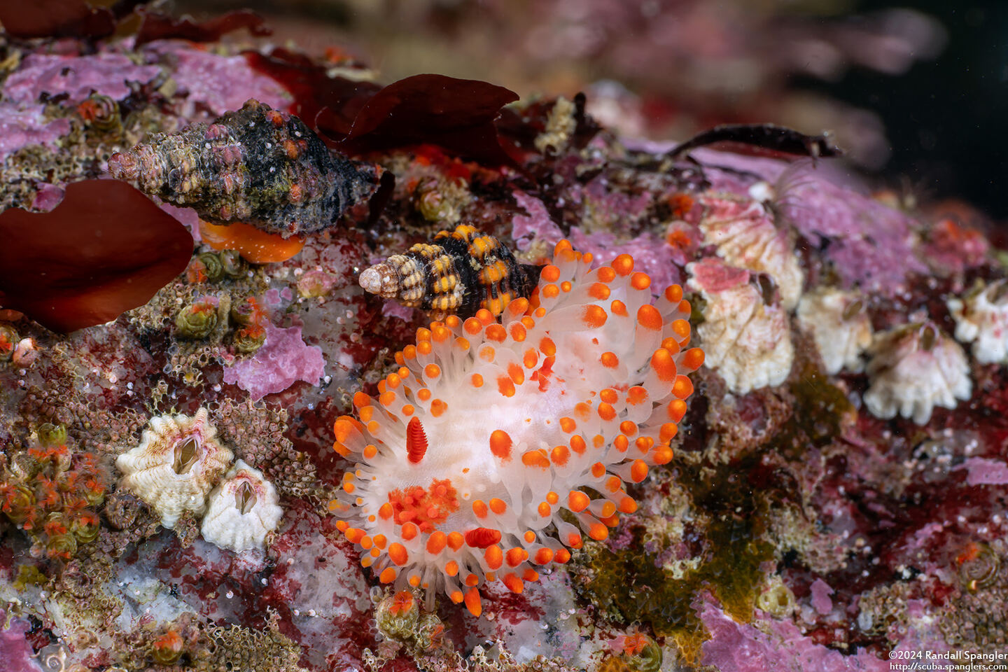 Limacia cockerelli (Cockerell's Dorid)