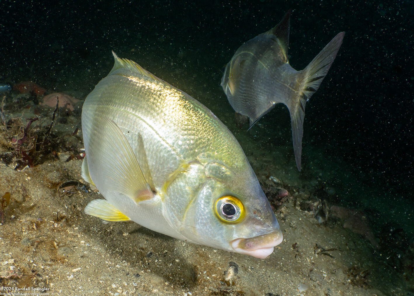 Rhacochilus toxotes (Rubberlip Seaperch)