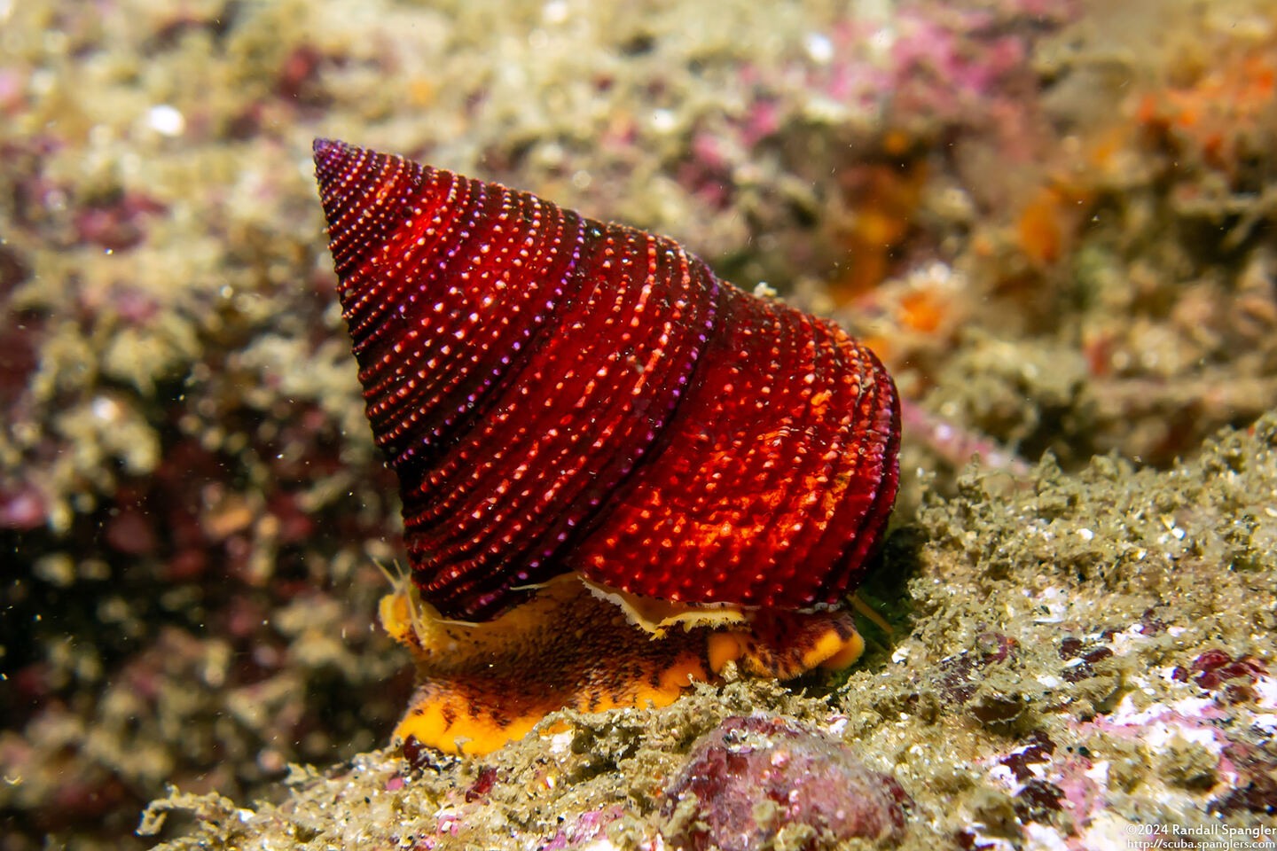 Calliostoma annulatum (Blue-Ring Top Snail)