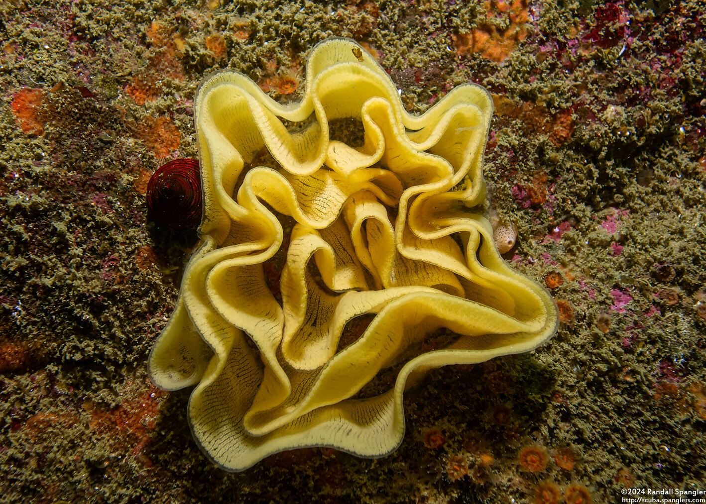 Nudibranch eggs